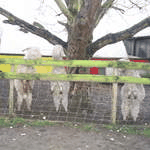 goats 062.wmv