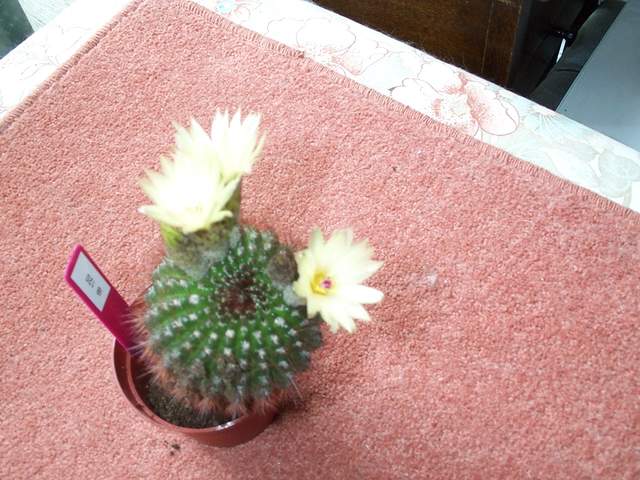 cactii may2005 006.jpg