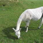 llamafarm 047.avi