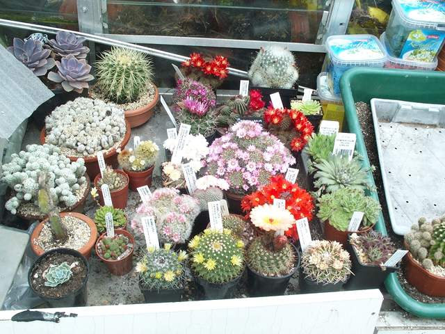cactii may2005 007.jpg