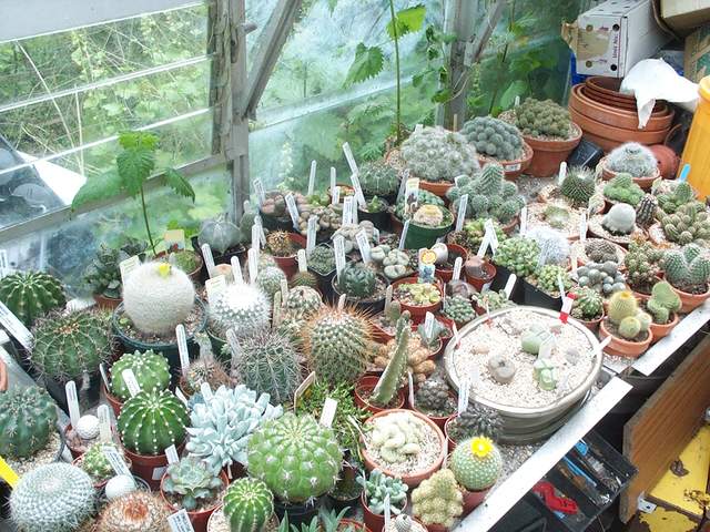 cactii may2005 008.jpg