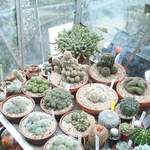 cactii may2005 009.jpg