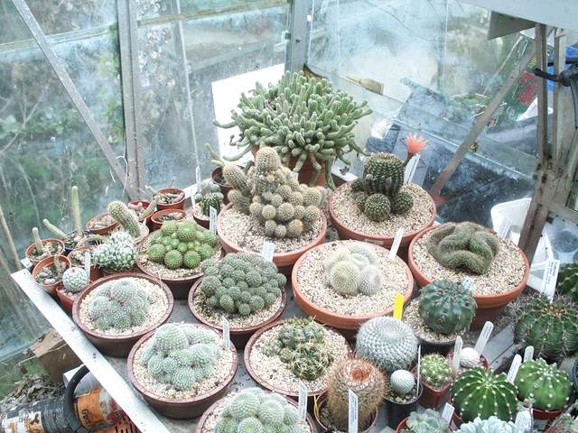 cactii may2005 009.jpg