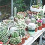 cactii may2005 010.jpg