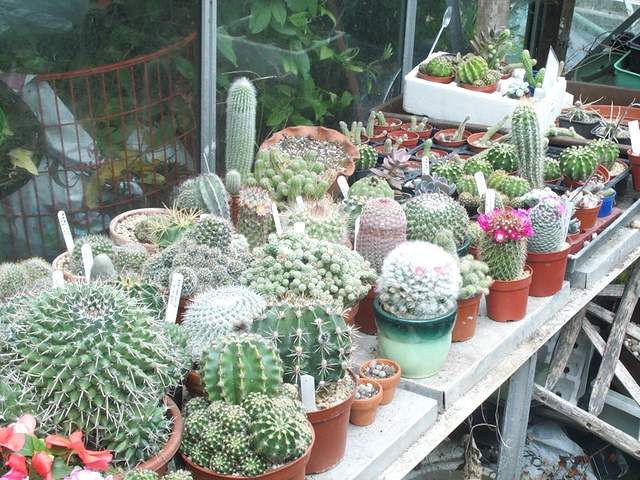 cactii may2005 010.jpg