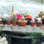 cactii may2005 011.jpg