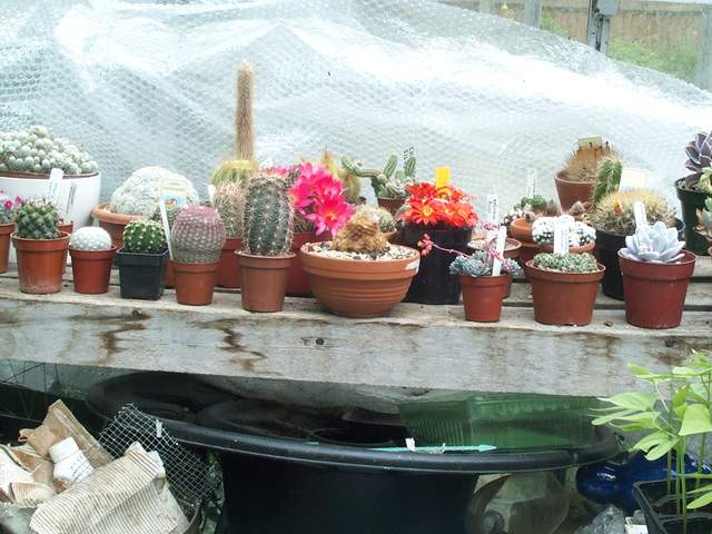 cactii may2005 011.jpg