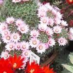 cactii june2005 001.jpg