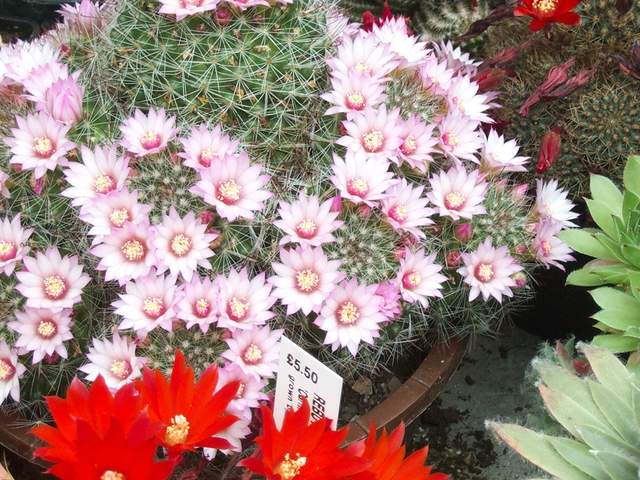 cactii june2005 001.jpg