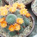 cactii june2005 002.jpg