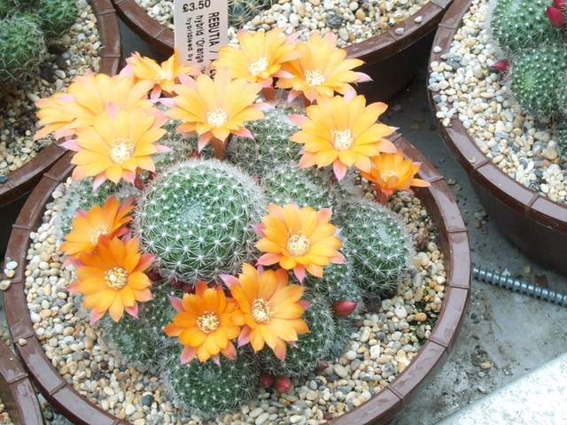 cactii june2005 002.jpg