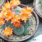 cactii june2005 003.jpg