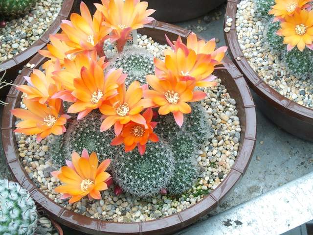 cactii june2005 003.jpg