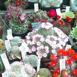 cactii june2005 004.jpg