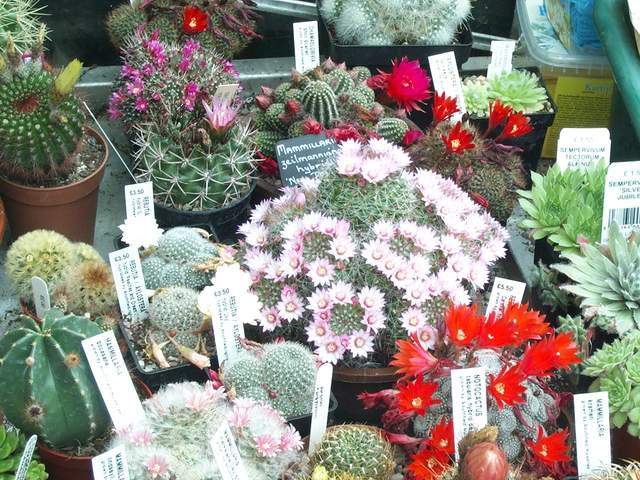 cactii june2005 004.jpg