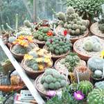 cactii june2005 005.jpg