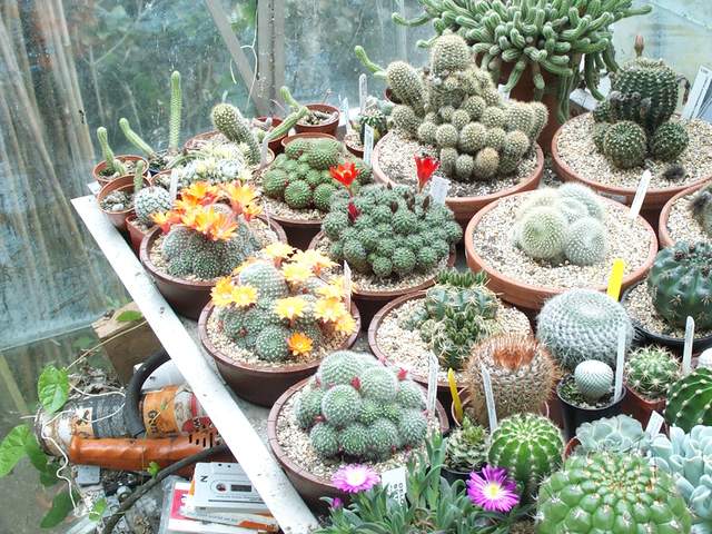 cactii june2005 005.jpg