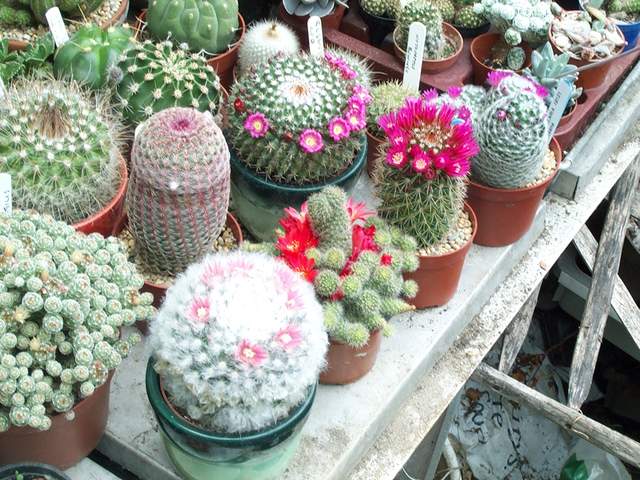 cactii june2005 006.jpg