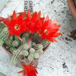 cactii june2005 007.jpg