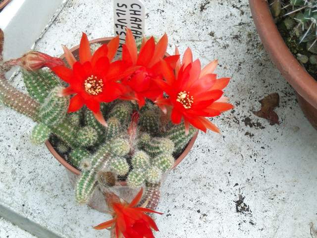 cactii june2005 007.jpg
