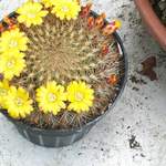 cactii june2005 008.jpg
