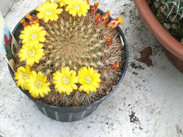 cactii june2005 008.jpg