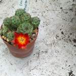 cactii june2005 009.jpg