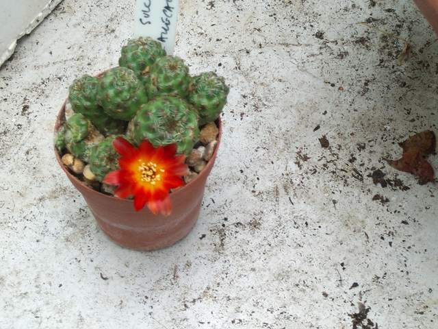 cactii june2005 009.jpg