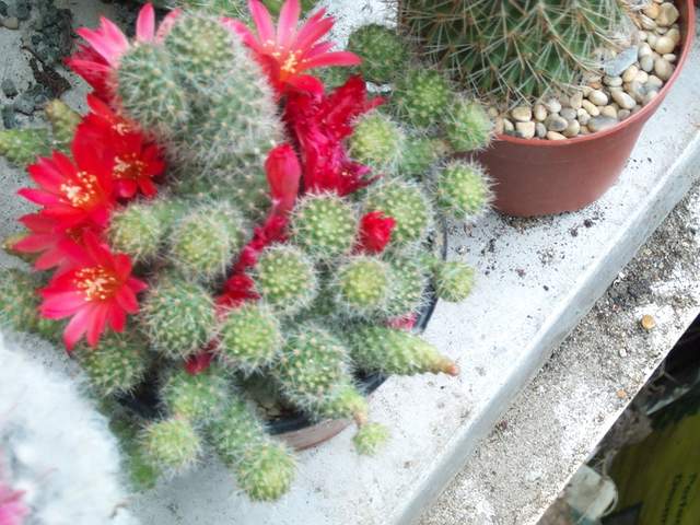 cactii june2005 010.jpg