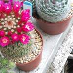 cactii june2005 011.jpg