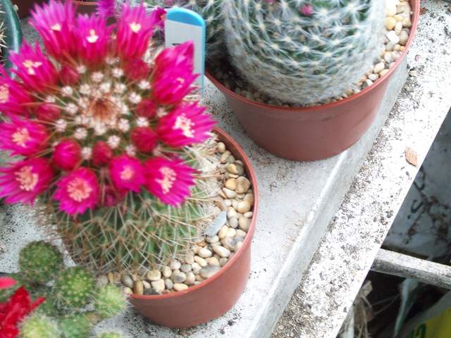cactii june2005 011.jpg