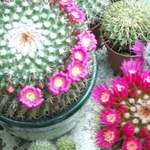 cactii june2005 012.jpg