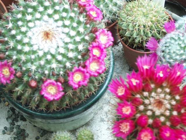 cactii june2005 012.jpg