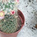 cactii june2005 013.jpg