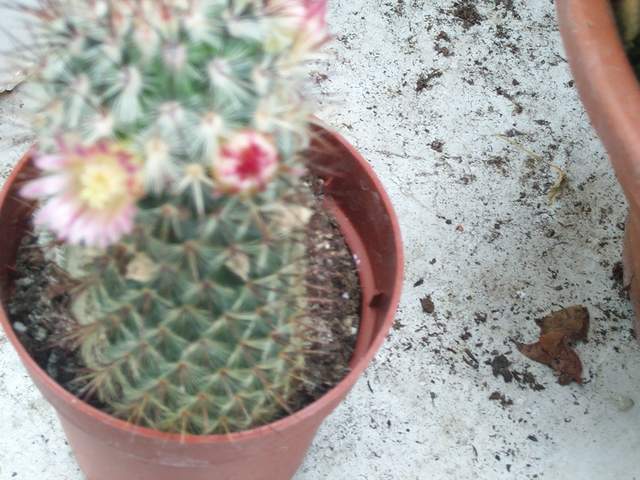 cactii june2005 013.jpg