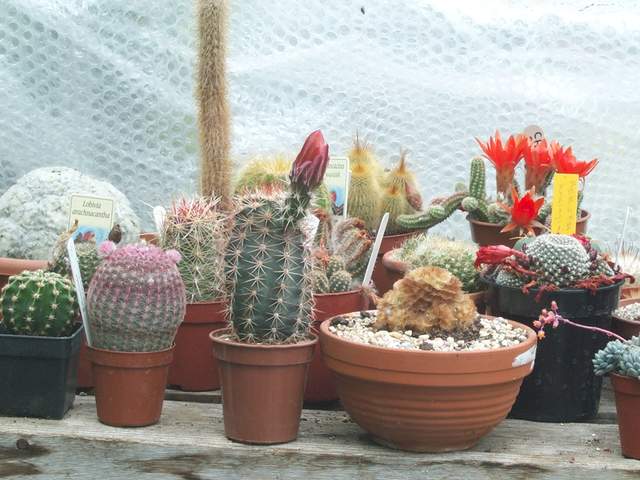 cactii june2005 014.jpg