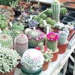 cactii june2005 015.jpg