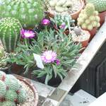 cactii june2005 016.jpg