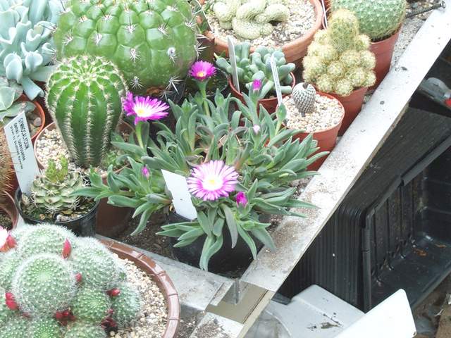 cactii june2005 016.jpg