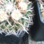 cactii june2005 017.jpg