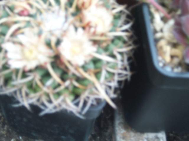 cactii june2005 017.jpg