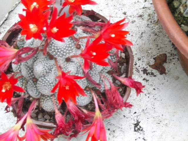 cactii june2005 018.jpg