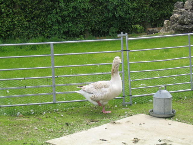 aldenham 007.jpg