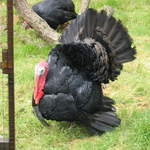 aldenham 016.jpg