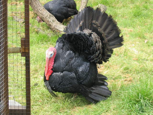 aldenham 016.jpg