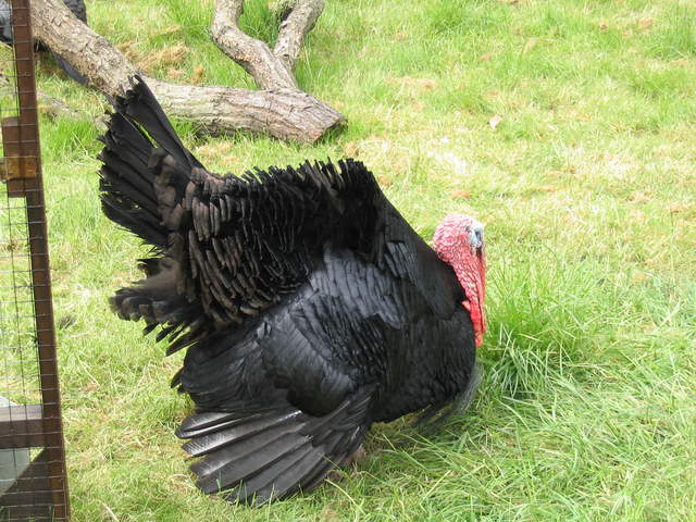 aldenham 017.jpg