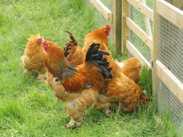 aldenham 019.jpg