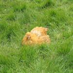aldenham 020.jpg
