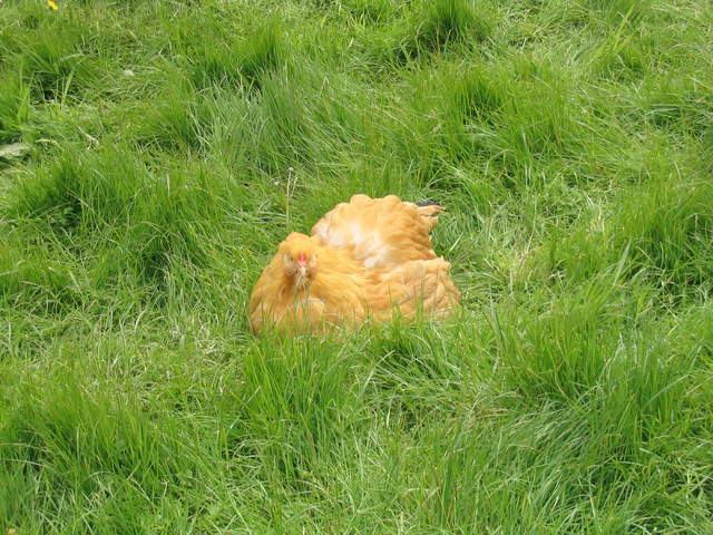 aldenham 020.jpg