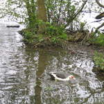 aldenham 022.jpg